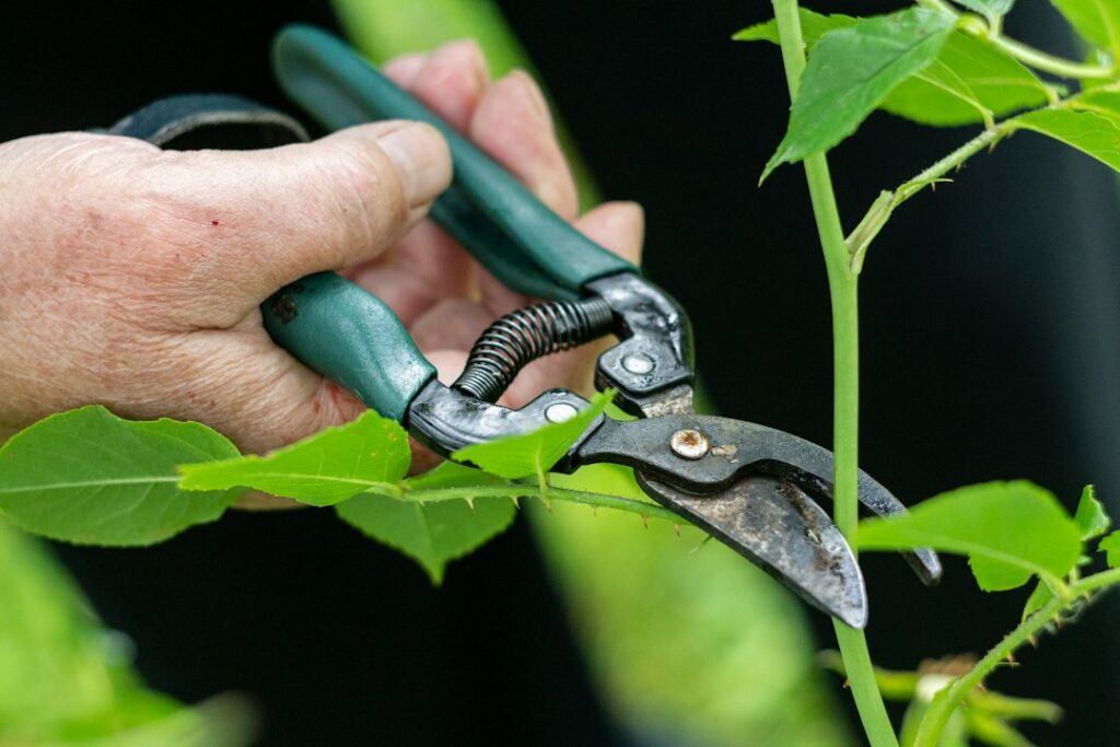 庭の植物を手入れするイメージ